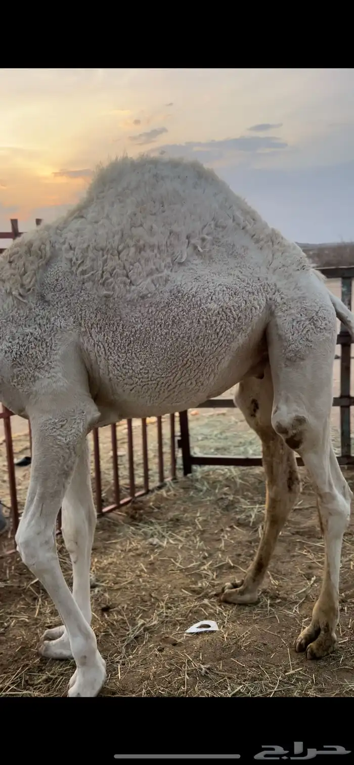 للبيع قعدان كفو مبادي و مناسبات 3