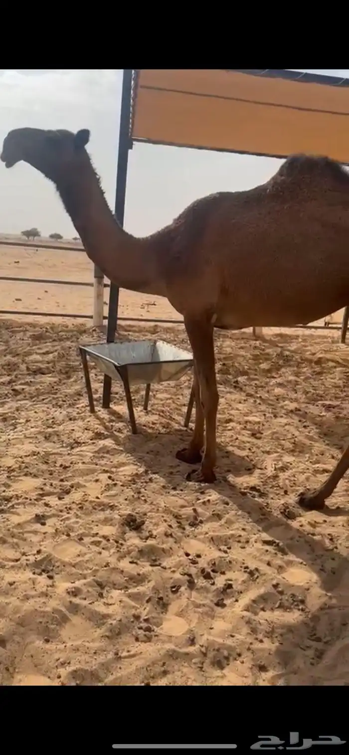 بكره صفرا كفوو 1