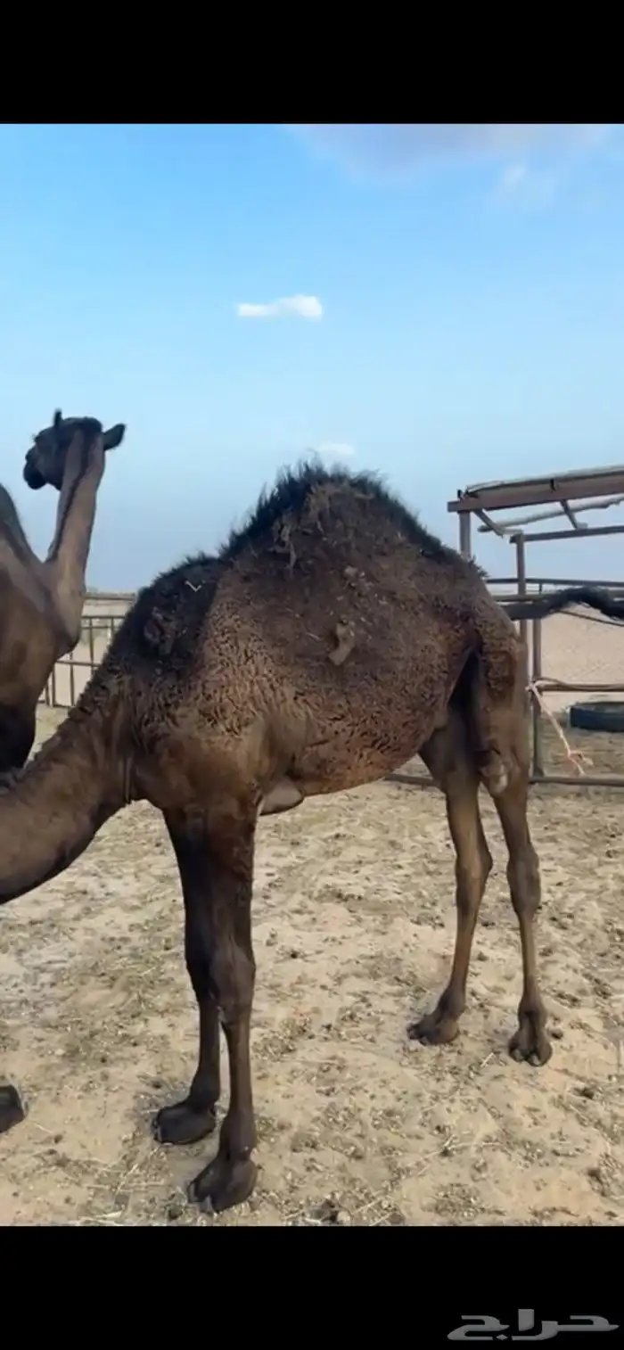 قعود 0