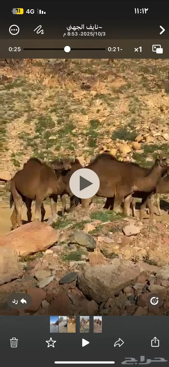 للبيع جمل احمر طيب مشروط من هد الشبوك مشروط من اكل الحشو 0