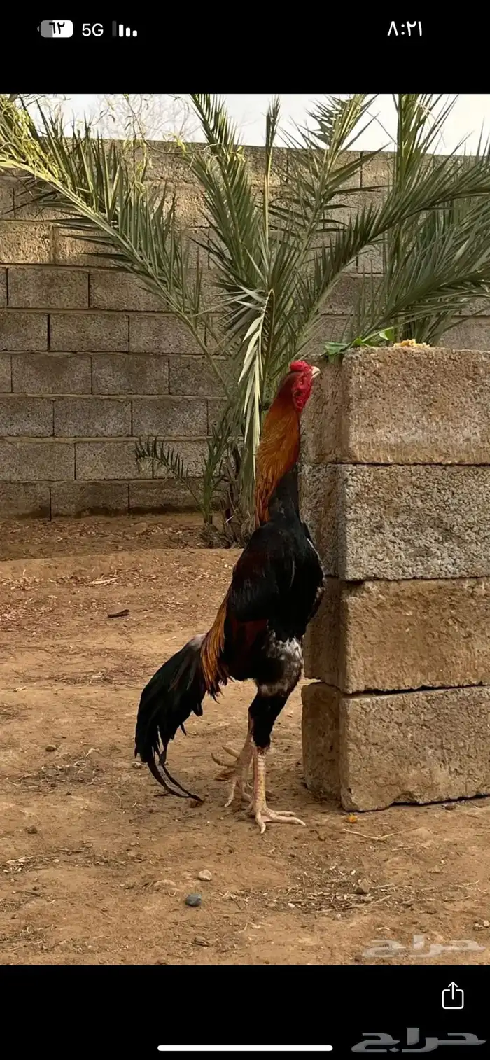 ديك شامو 0