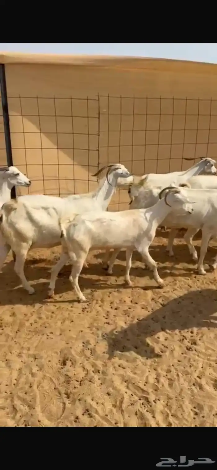 معزا للبيع 4