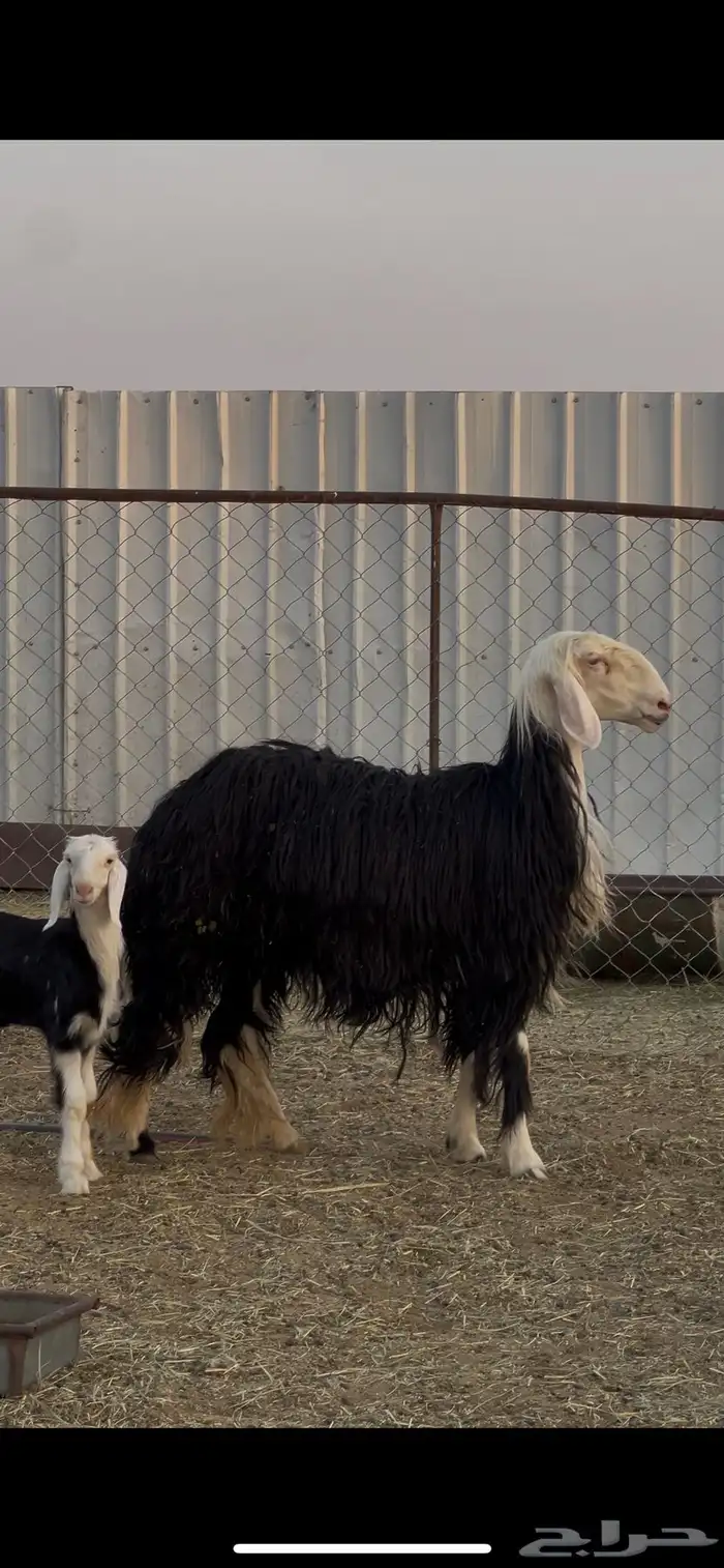 نجديه صنف الصنف نادره 6