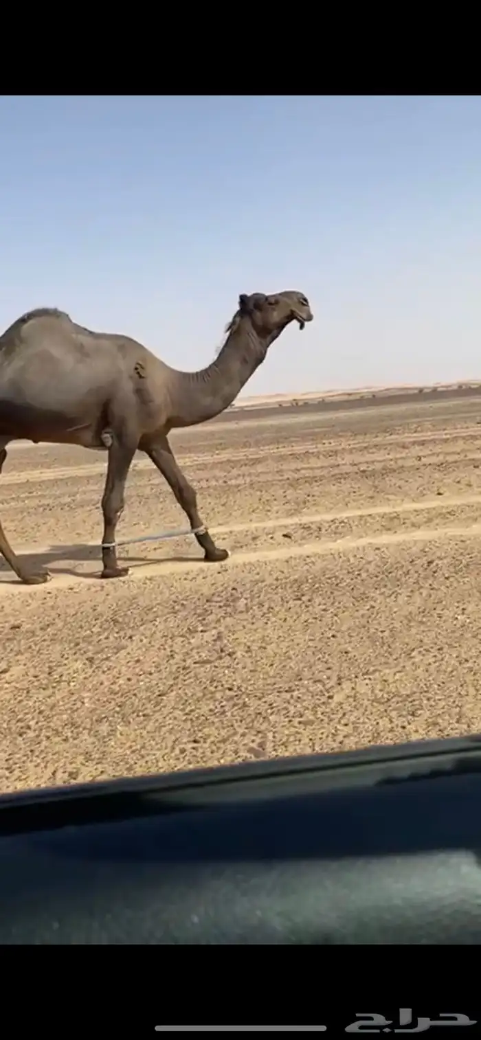 فحل مجهم كفو للبيع سنه ثني 3