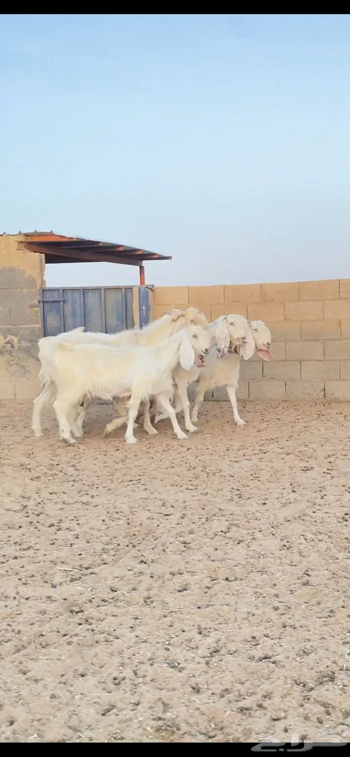 معزا قبرصيات اصل جم جرومه طيبه 1