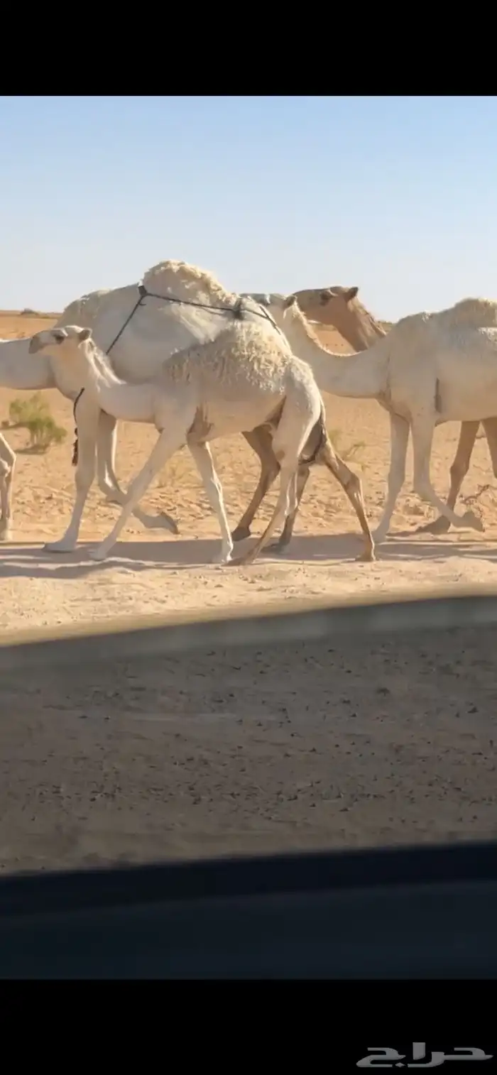 قعود للبيع 1