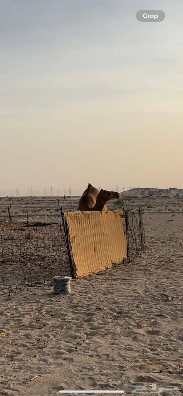 بكره فاخره ملاقي حمراء ساحليه 0