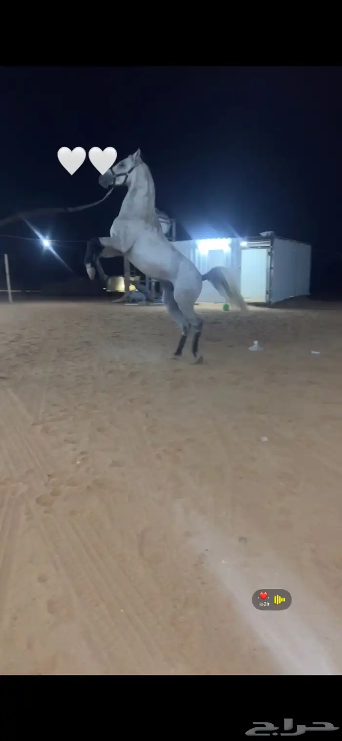 اعرضلكم حصان فرنسي حق سبق الحصان.اورق جهز لقرب شواط الحصان 1