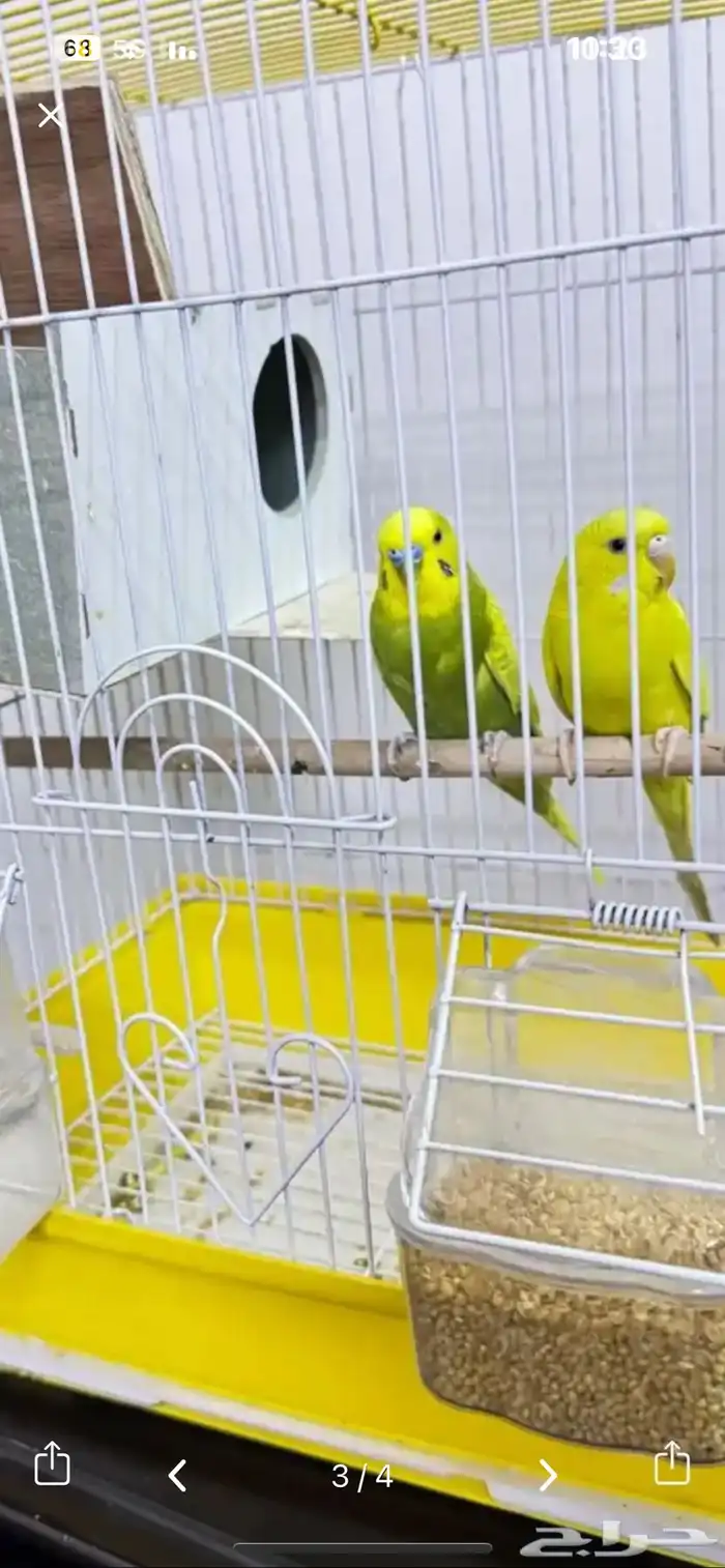 طيور الحب للبيع 2
