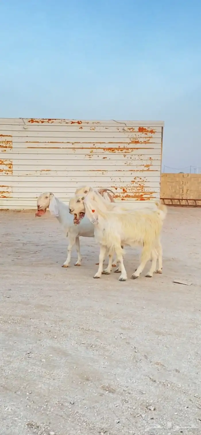 معزا قبرصيات اصل جم جرومه طيبه 2