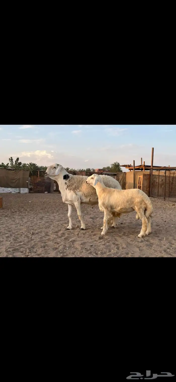 فحل حري صنف 4
