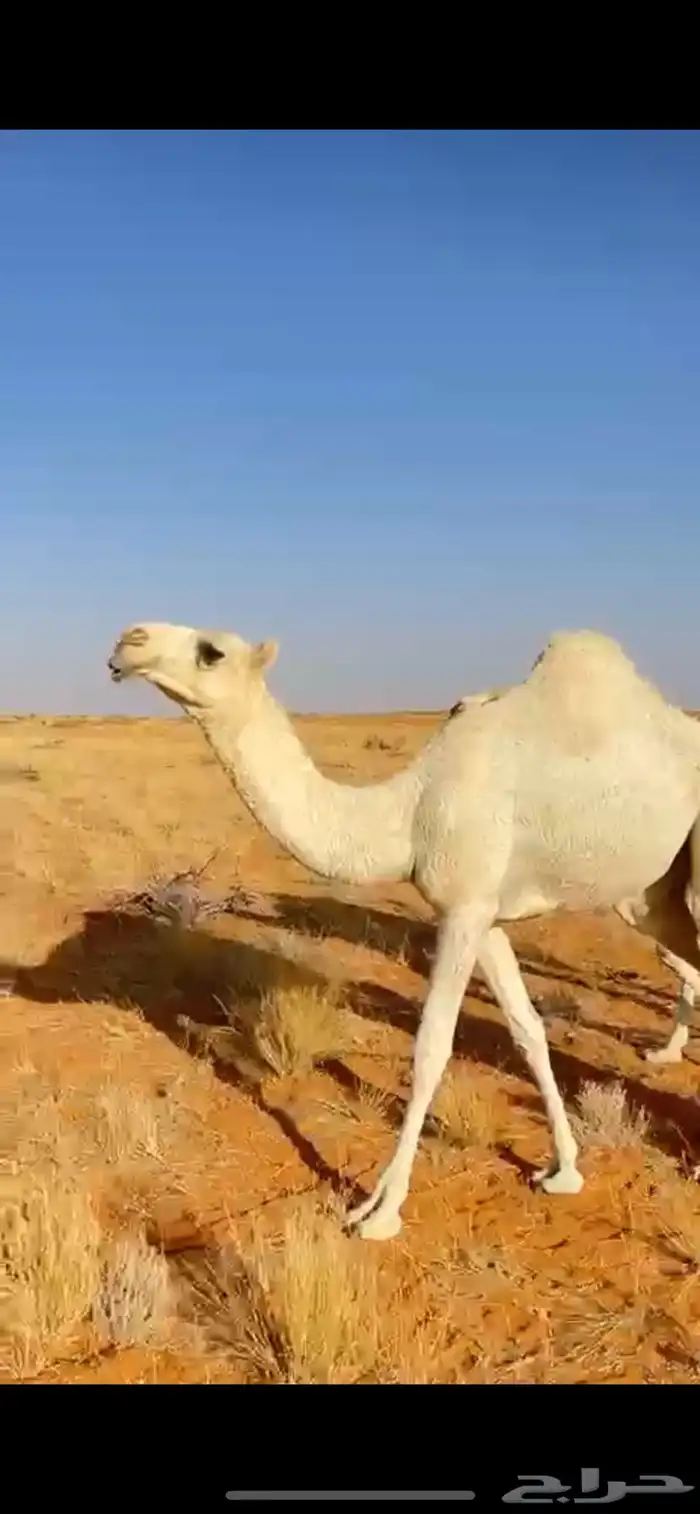 بعير باتلي اوضح 4