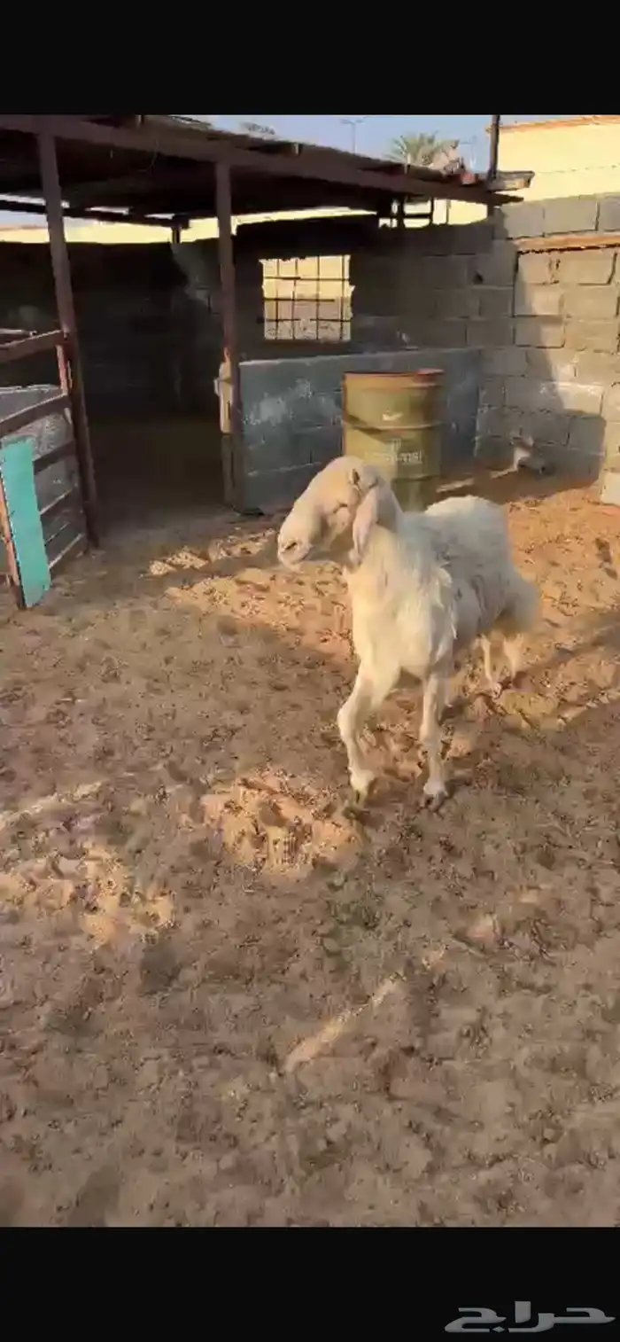 خروف ابرص اصفر 3