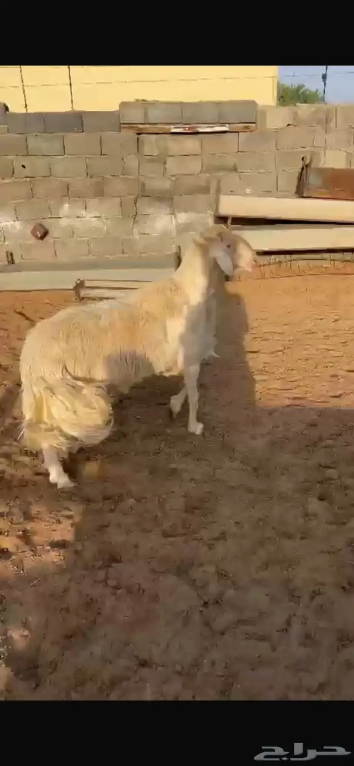 خروف ابرص اصفر 5
