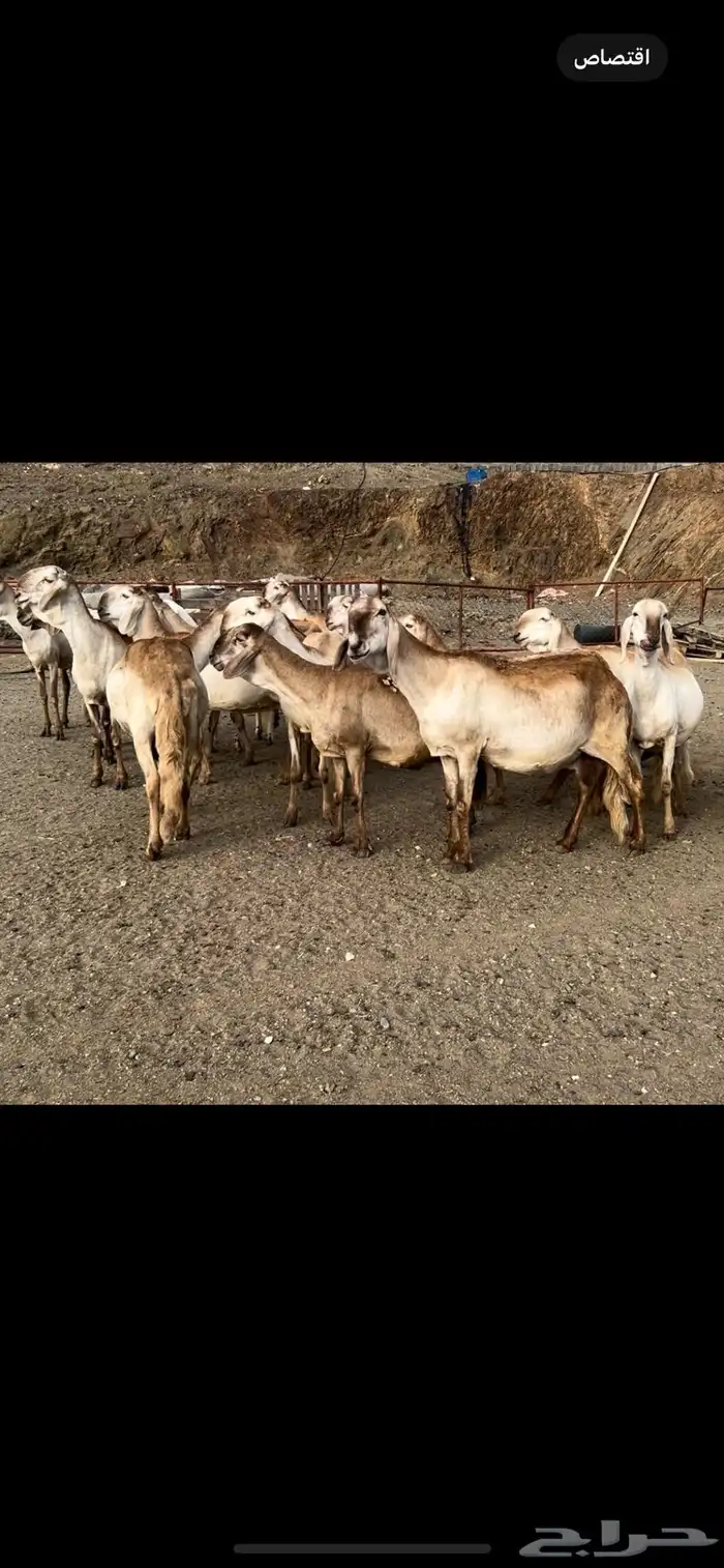 غنم سواكن درمانيات اصائل 18