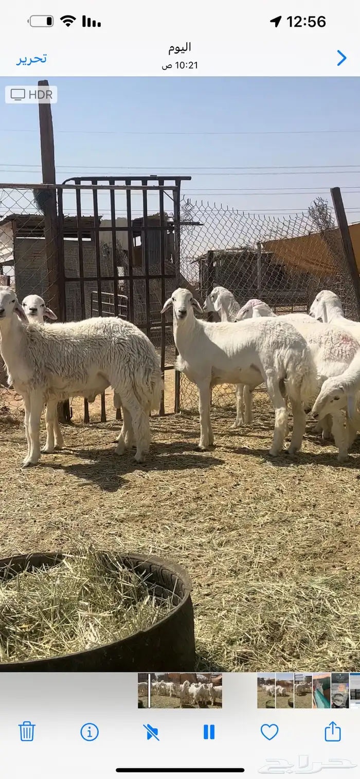 فحول ومشاريع حريات صنف 8