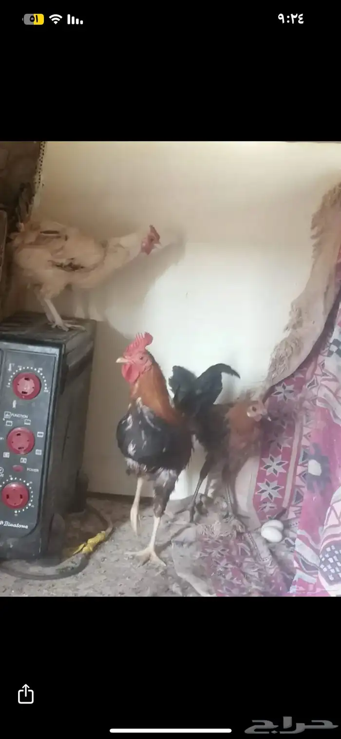 دجاج بيض نظيف تربة بيت على 35 6
