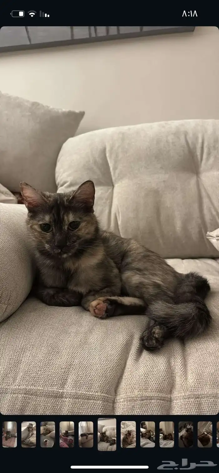 Cat for Adoption   Looking for a Loving Home 2