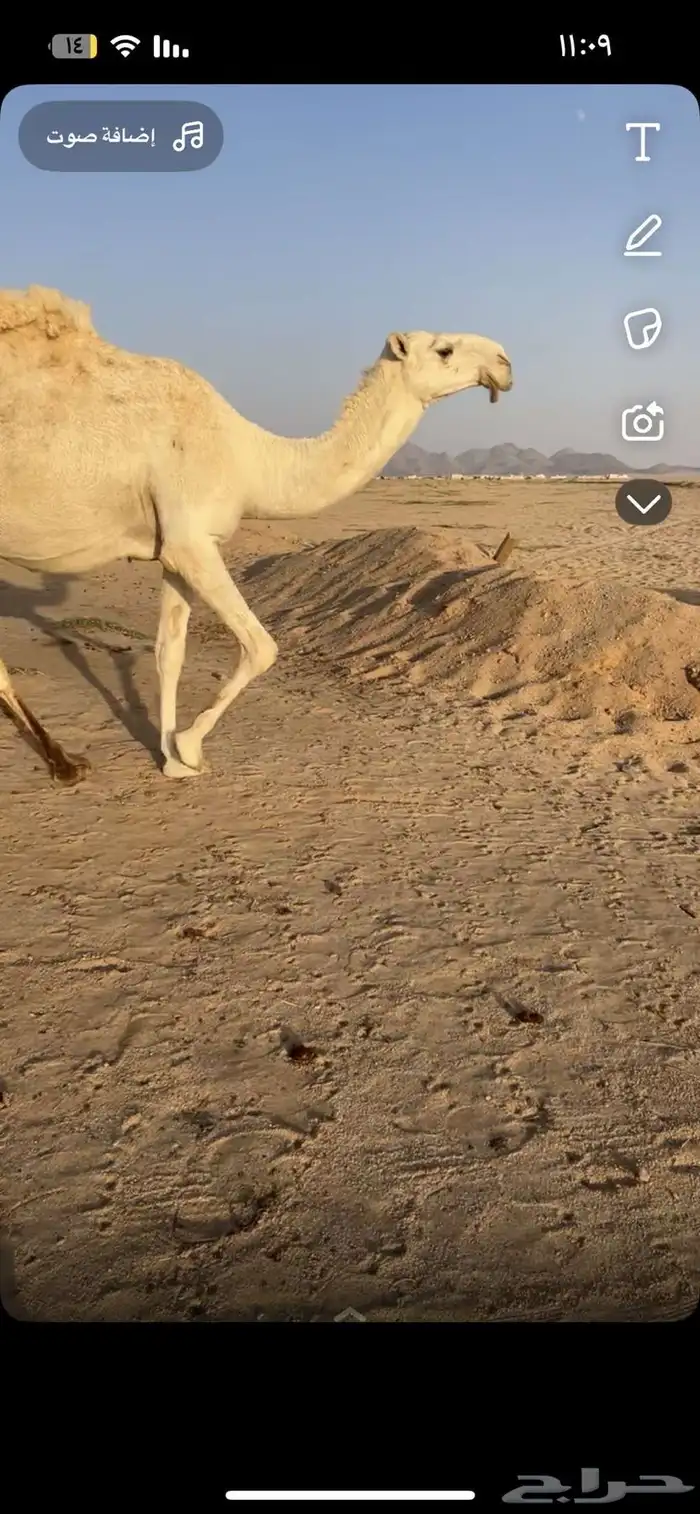 تواصل مع الرقم ذا لصامل  (050 341 0923) 4
