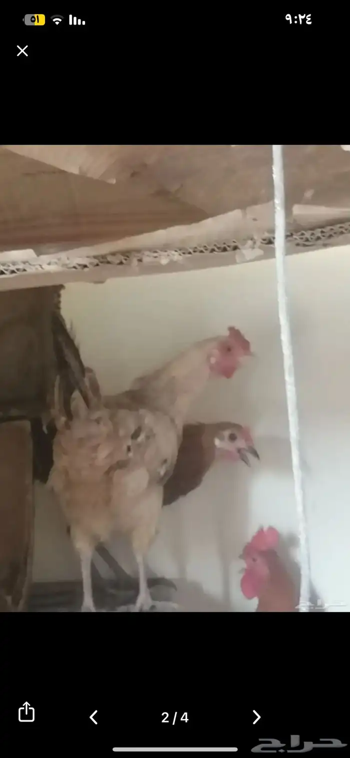 دجاج بيض نظيف تربة بيت على 35 7