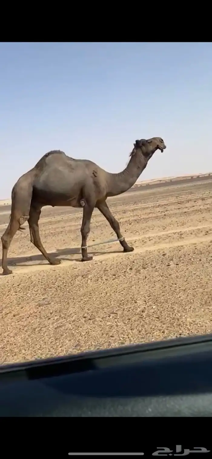 فحل مجهم كفو للبيع سنه ثني 0