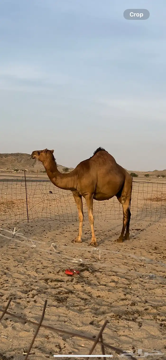 بكره فاخره ملاقي حمراء ساحليه 2