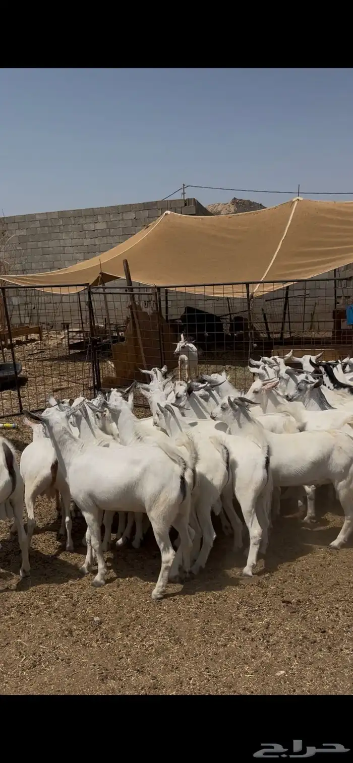 تيوس يمنيه فواخر 2