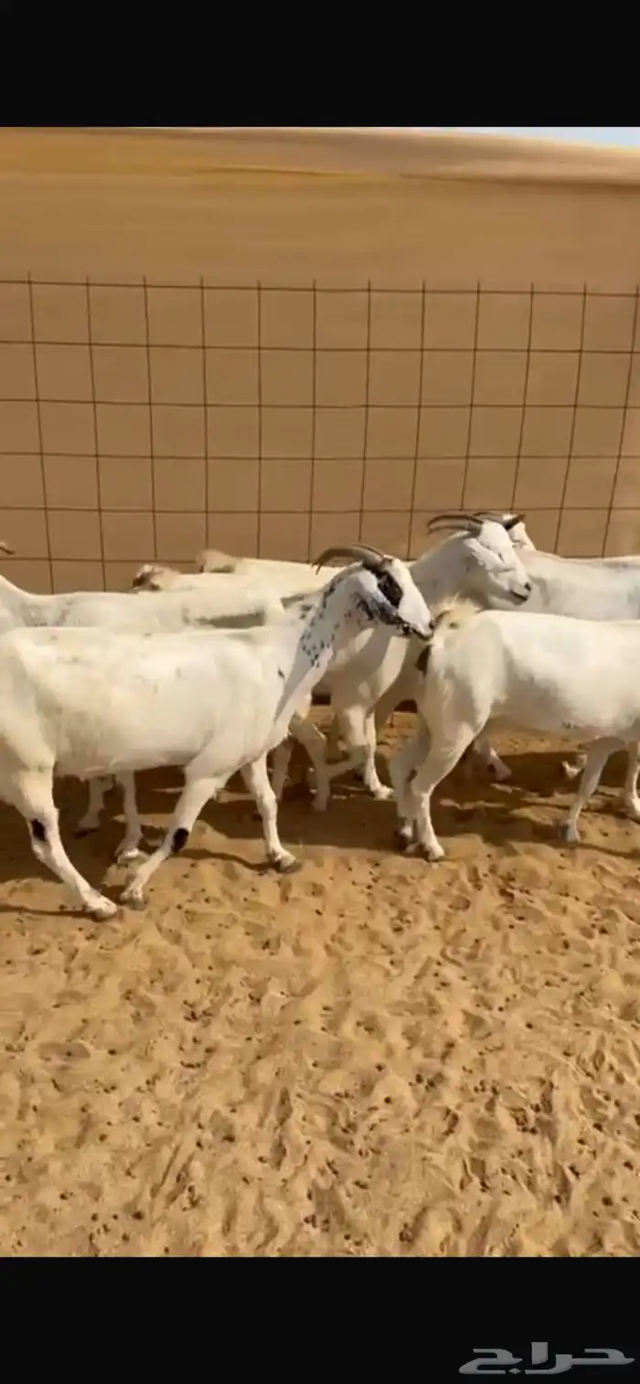 معزا للبيع 1