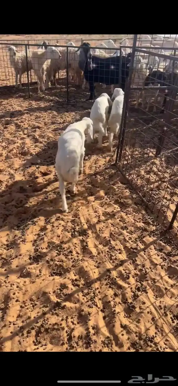 هرافا حري خرفان 2