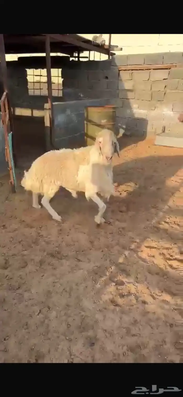 خروف ابرص اصفر 0
