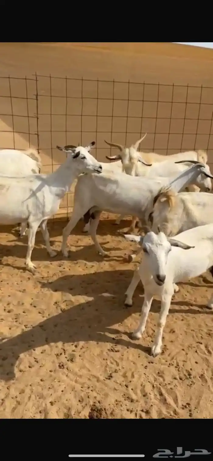 معزا للبيع 0