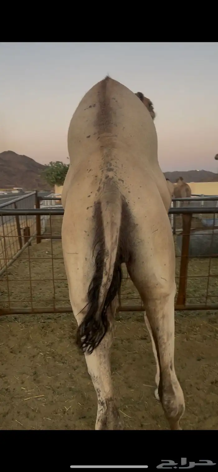 قعدان للبيع 2