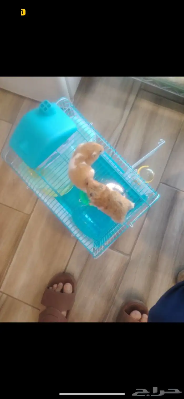 هامستر ذكر و انثى انتاج 2