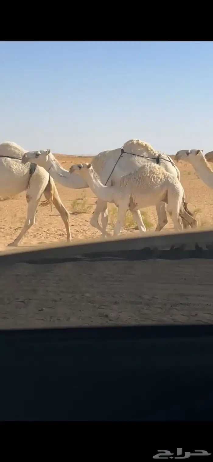 قعود للبيع 3