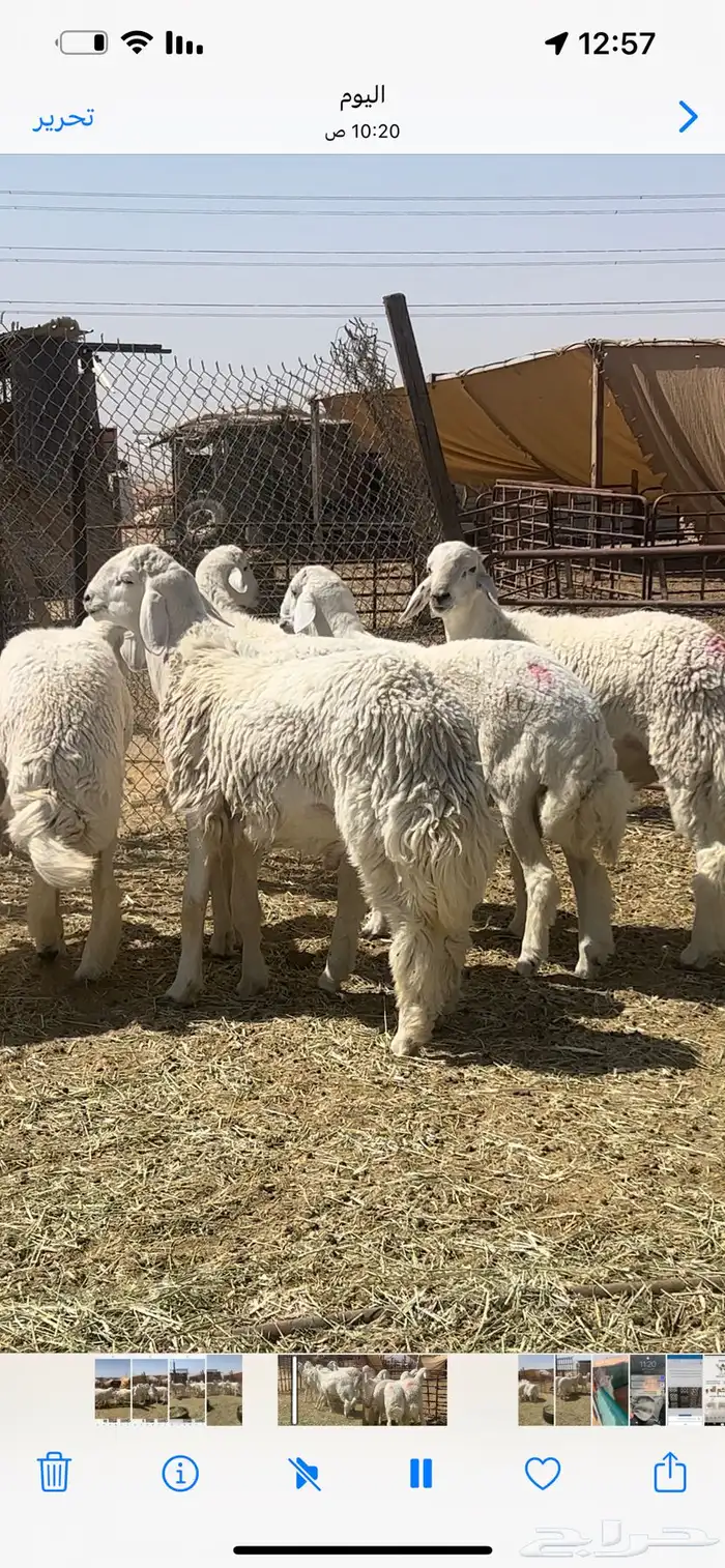 فحول ومشاريع حريات صنف 4