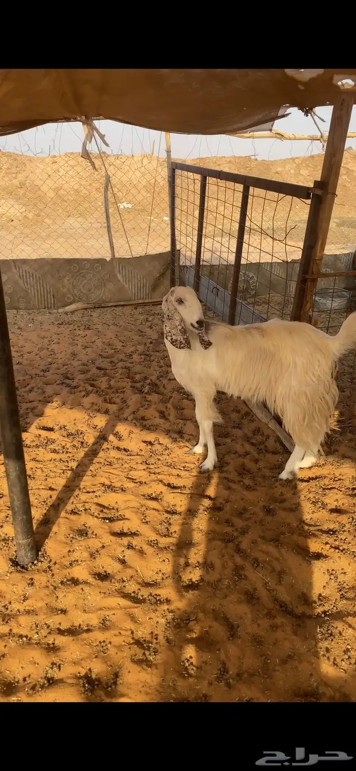 معزاء دفيع 2