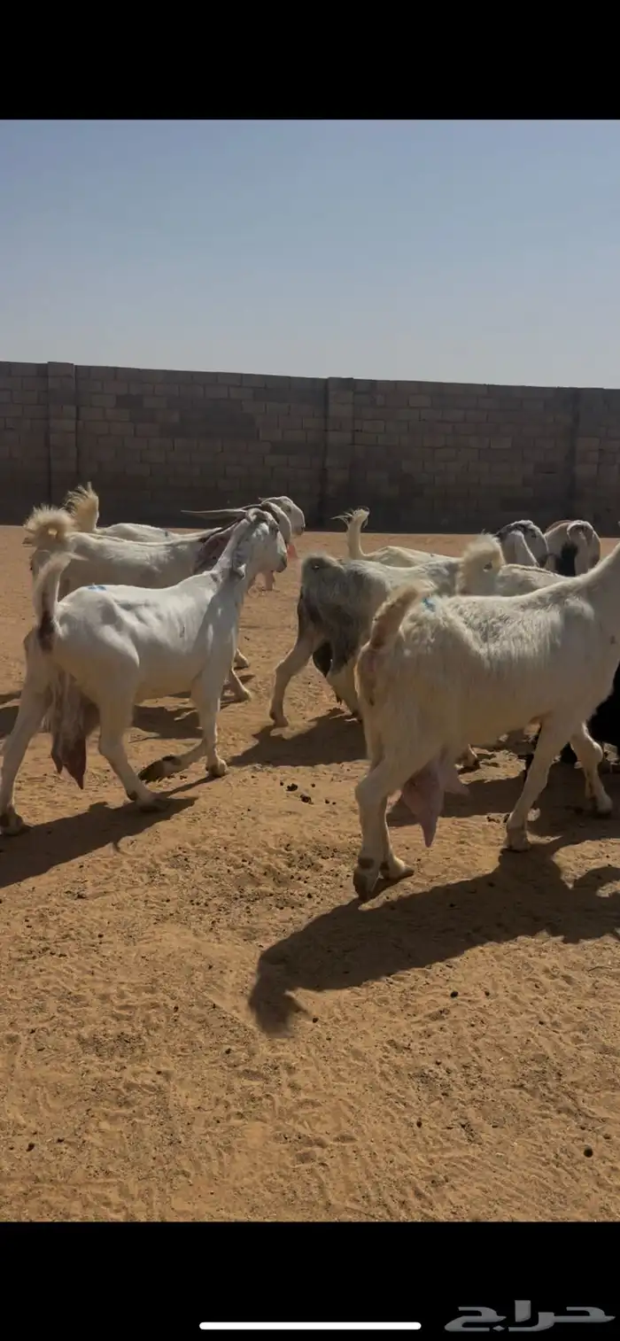 معزا مشاريك دفيع (( حصيب )) 7