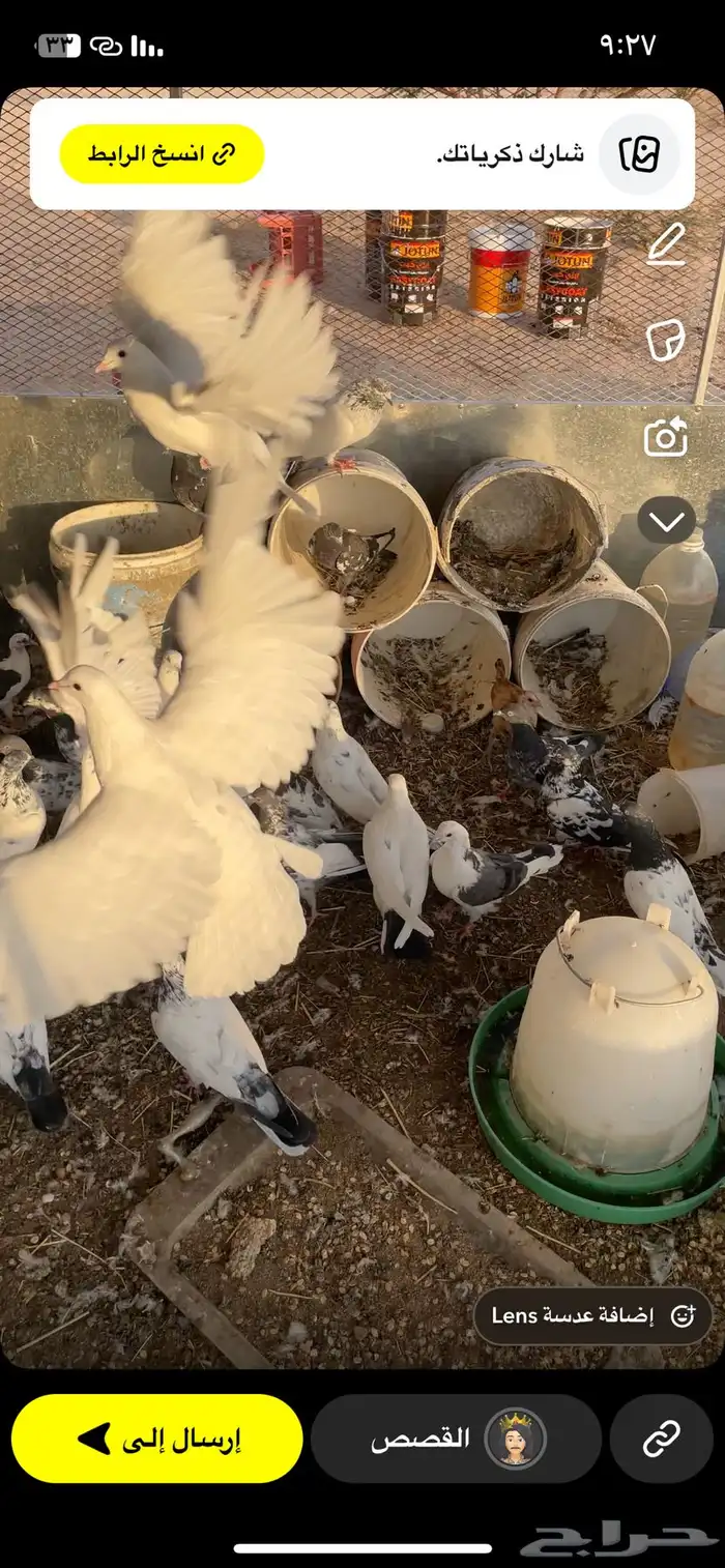 حمام 6