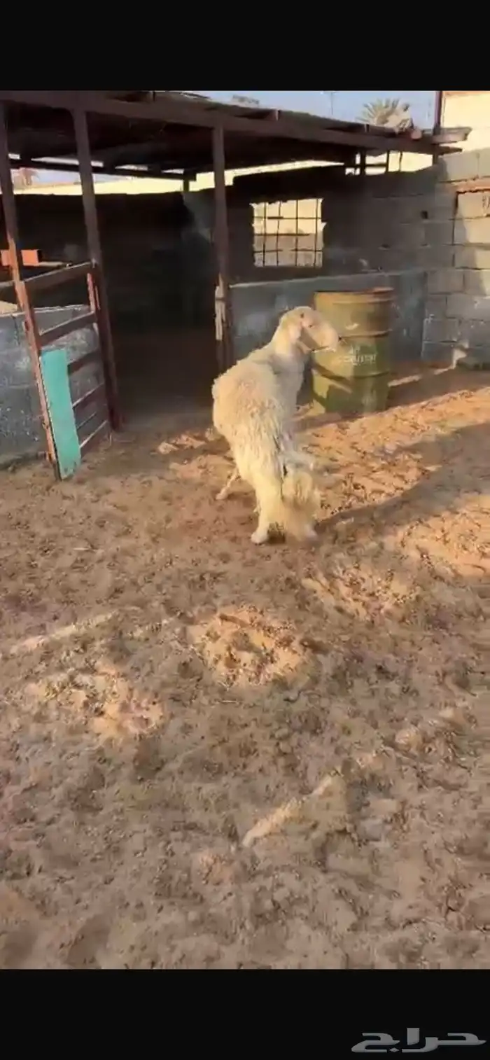خروف ابرص اصفر 2