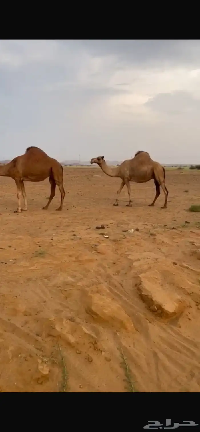 ابل 0