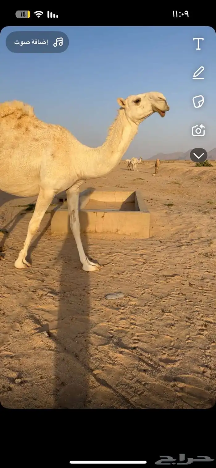 تواصل مع الرقم ذا لصامل  (050 341 0923) 0