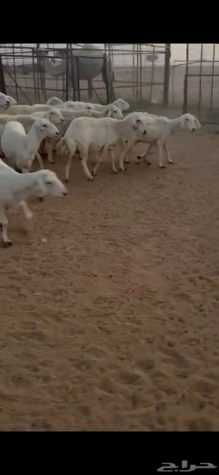 للبيع غنم حريات حرش صنف فواخر 2