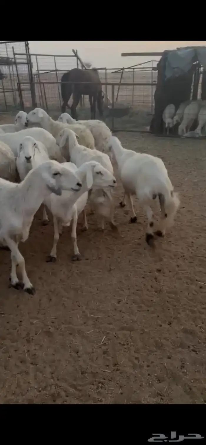 للبيع غنم حريات حرش صنف فواخر 3