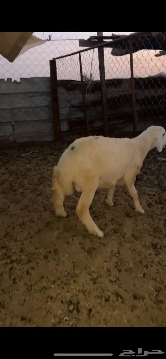 طلي سمين (( تم البيع )) 0