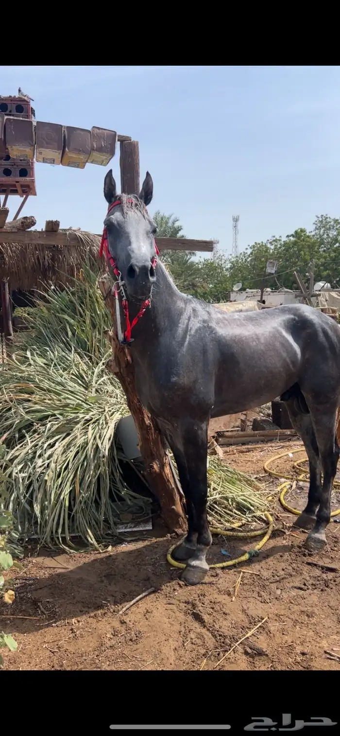 حصان شعبي 0