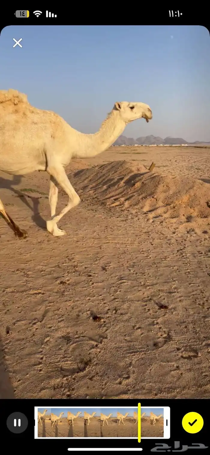 تواصل مع الرقم ذا لصامل  (050 341 0923) 2