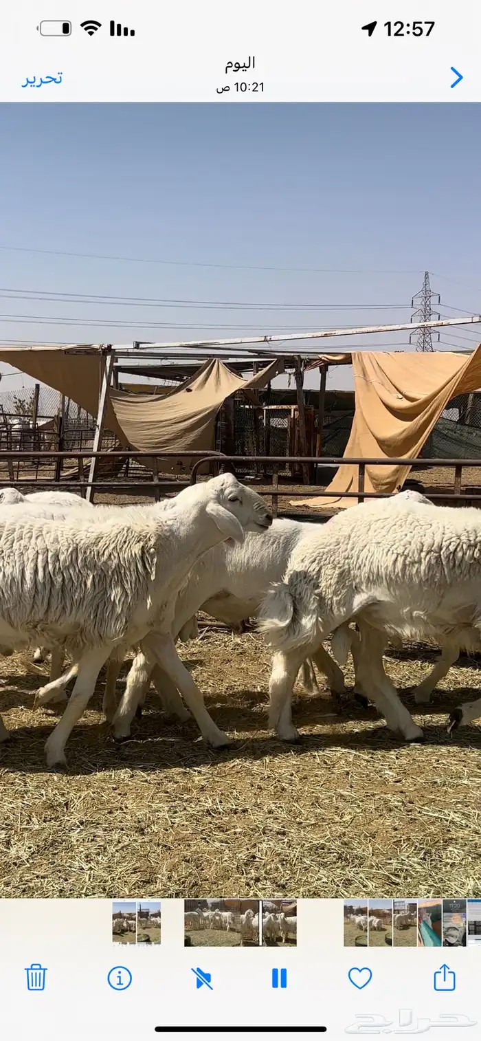 فحول ومشاريع حريات صنف 6