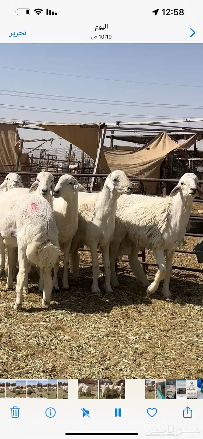 فحول ومشاريع حريات صنف 1