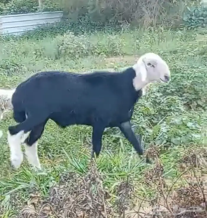 نجدي ثني للبيع 1