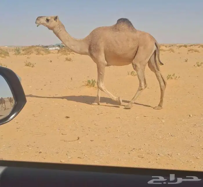 حمرا ضروبه 0